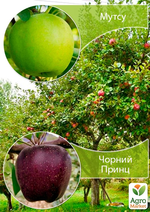 

Дерево-сад Яблоня Мутсу+Черный Принц укорененный в контейнере (саженец 2 года)