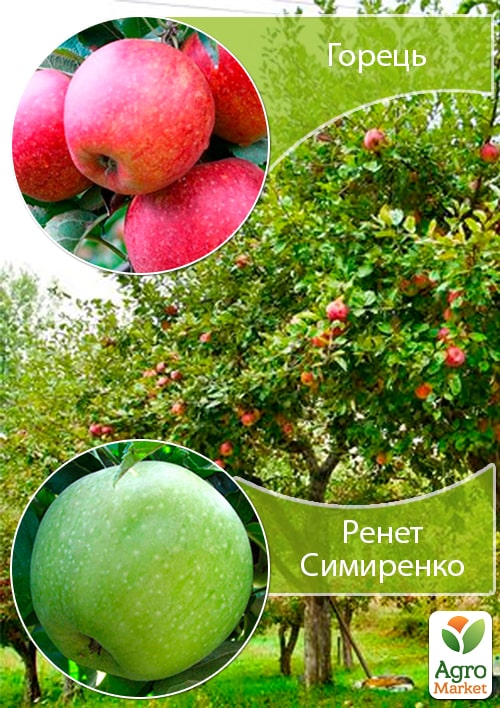

Дерево-сад Яблоня Горец+Ренет Симиренко укорененный в контейнере (саженец 2 года)