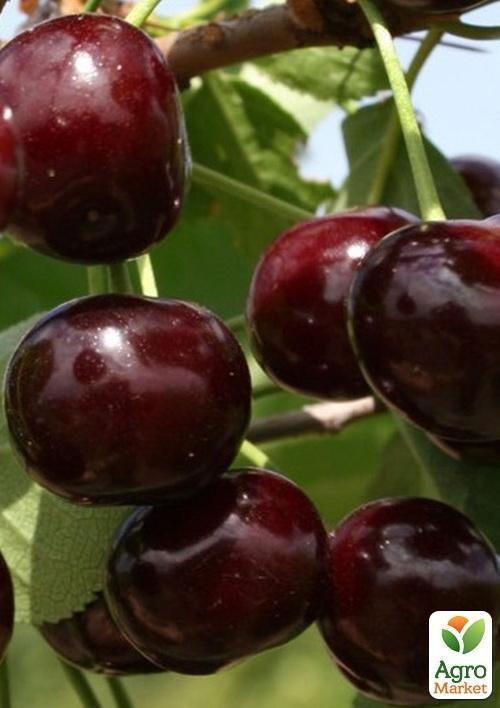 

Вишня Ксенія (літній сорт, середньостиглий термін дозрівання)