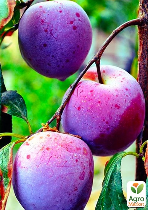 

Слива Ренклод Карбышева (летний сорт, ранний срок созревания)