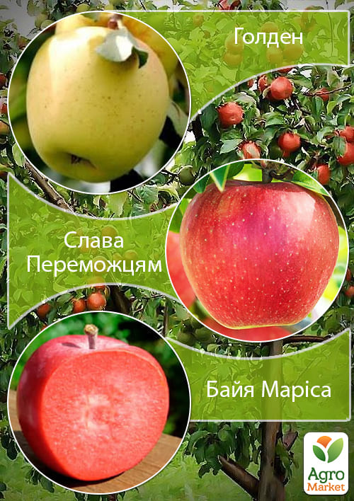 Дерево-сад Яблуня "Байя Маріса+Голден+Слава Переможцям" 1 саджанець в упаковці
