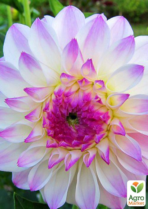 

Жоржина Eveline 1шт в упаковці