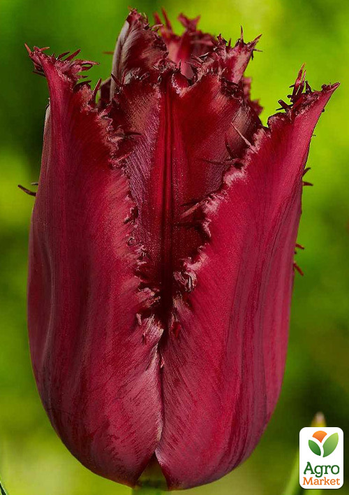 

Тюльпан Pacific Pearl