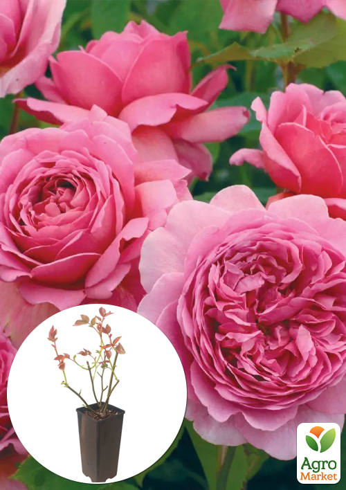 

Роза английская Принцесса Александра Кентская в контейнере, высший сорт