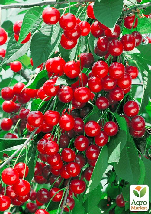 

Вишня повстяна Бажана