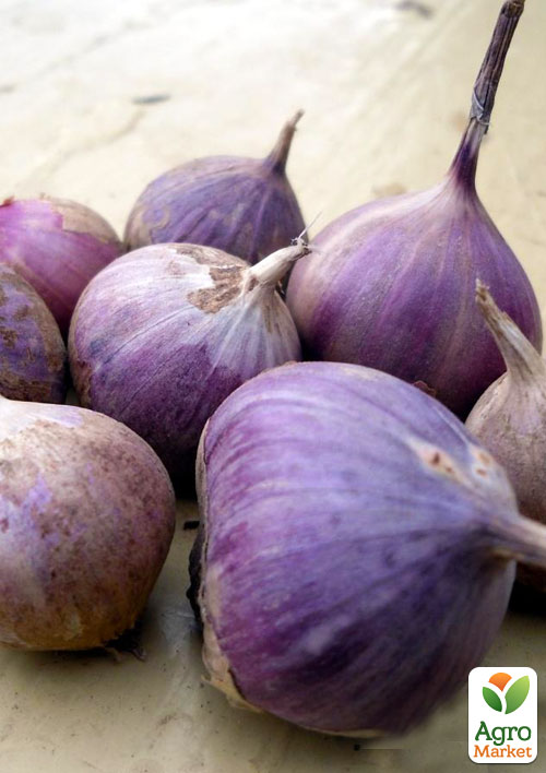 

Чеснок посадочный (однозубка) Харьковский Фиолетовый Украина 200г (фракция 7-12 мм)