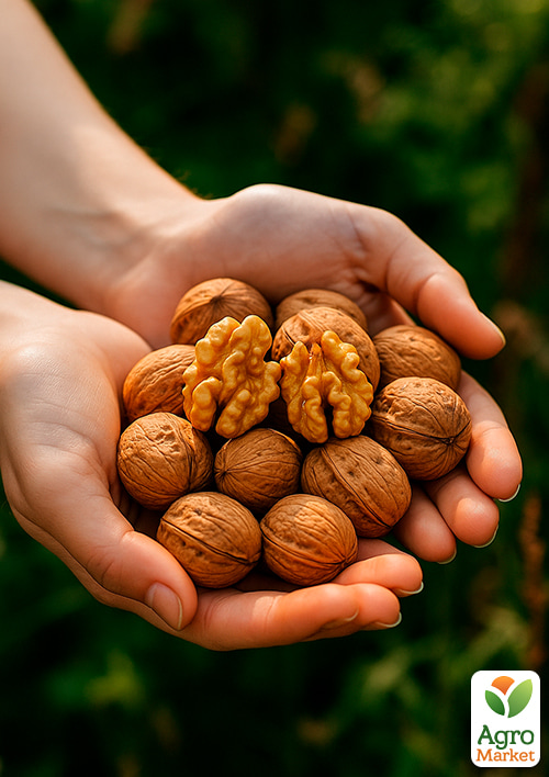 

Грецкий орех привитой Cazacu высота 50-80см (болезнеустойчивый, высокоурожайный, морозостойкий)
