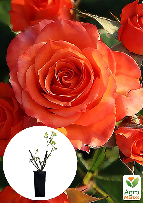 

Роза спрей Алегрия в контейнере, высший сорт