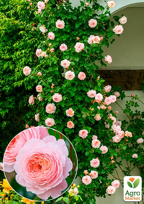 

Роза английская плетистая A Shropshire Lad (саженец класса АА+) высший сорт