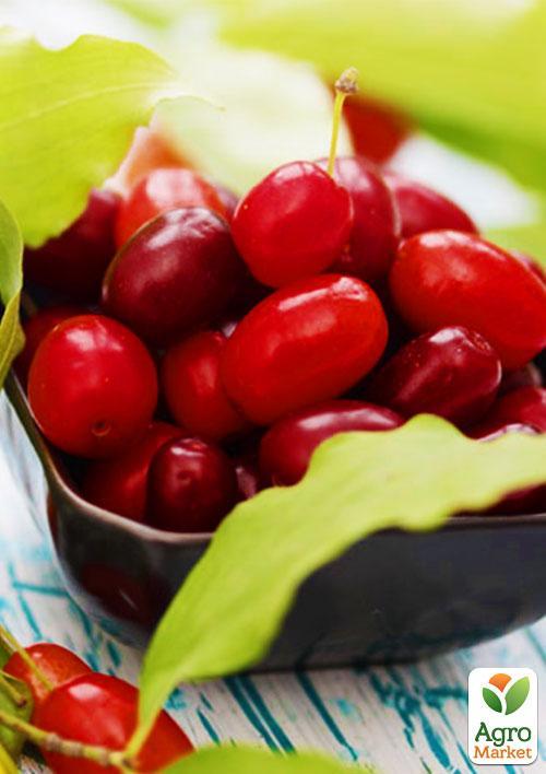 

Кизил Лук'янівський (середній термін дозрівання, один з найкращих сортів)