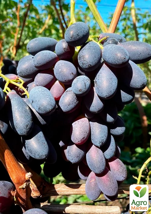 

Виноград Комета (средний срок созревания, сладкий, сочный)