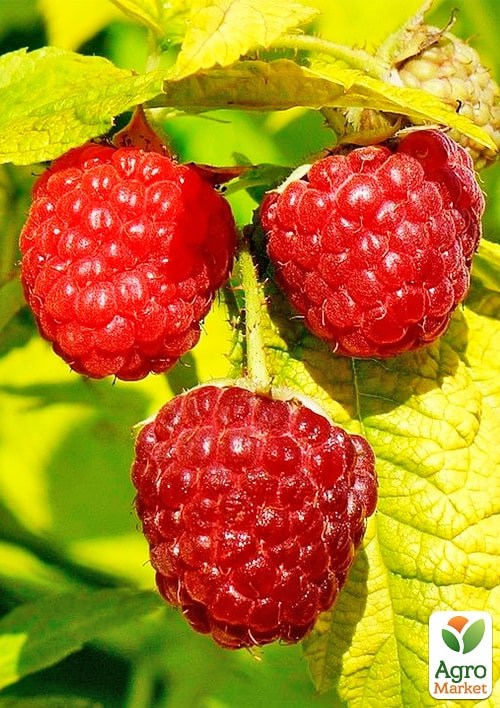 

Малина патио (низкорослая) Груви (Rubus idaeus Groovy), вазон П12