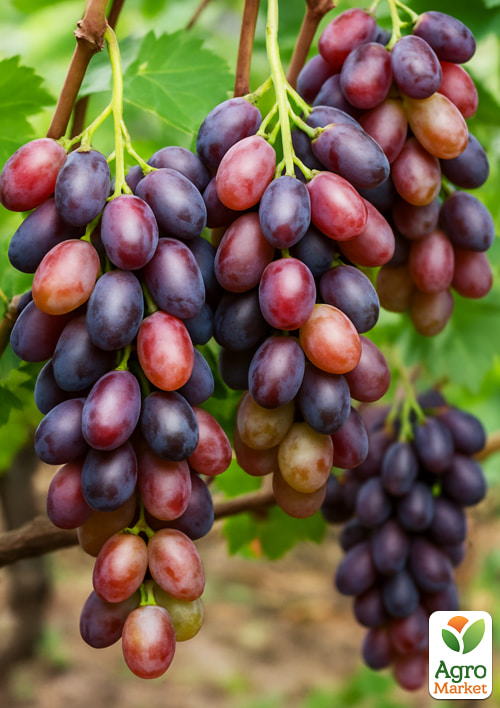 

Виноград Каліста (ранній термін дозрівання, великий, морозостійкий)