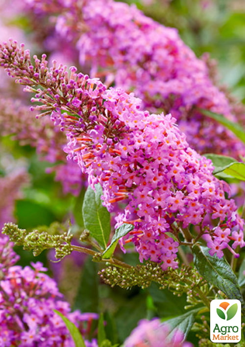 

Буддлея 2х-летняя Butterfly Candy Little Pink, С1