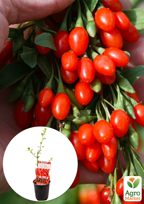 

LMTD Годжи Sweet Lifeberry (сортовой, морозостойкий сорт)