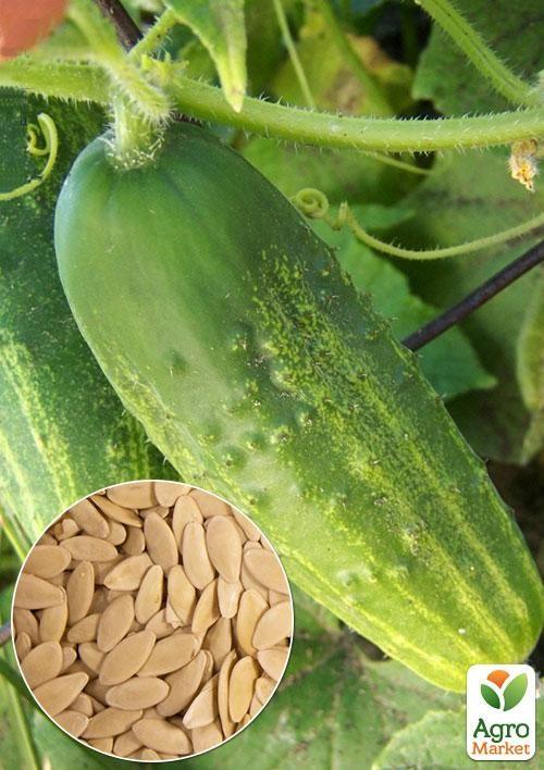 

На развес Огурец Родничок ТМ Весна цена за 3г