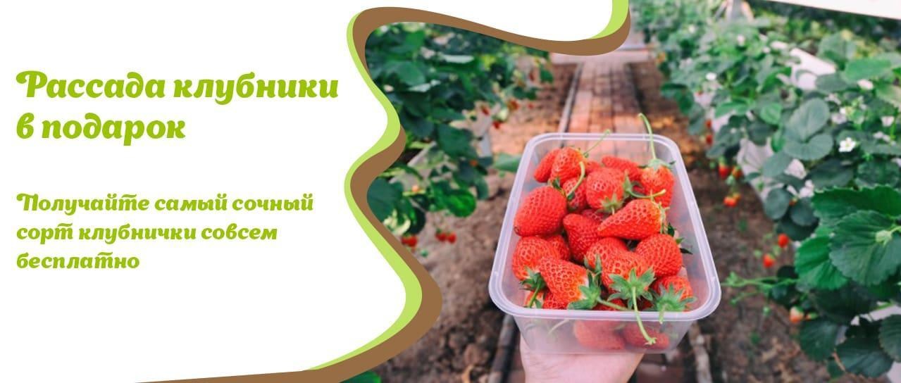 Акция! Рассада клубники Акция! Рассада клубники