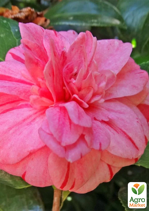 

LMTD Камелия цветущая японская 2-х летняя Nishiki Kirin (высота 30-40см)