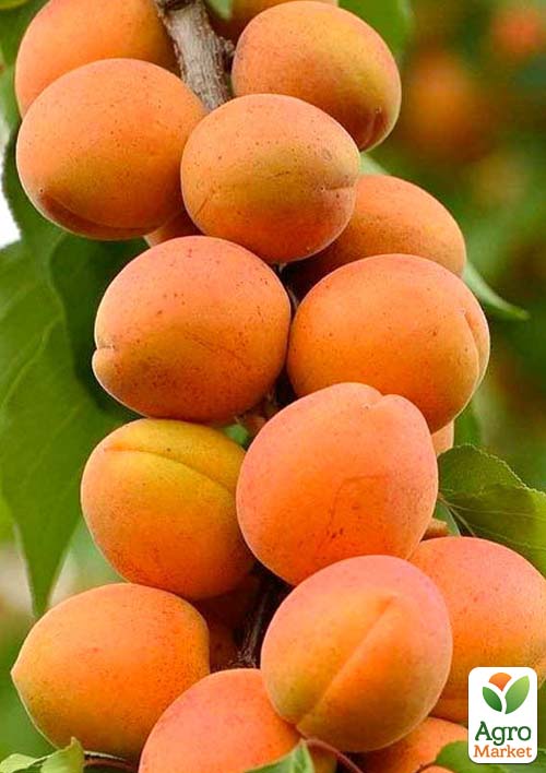 

Абрикос колоновидний Кампанило (Campanilo)