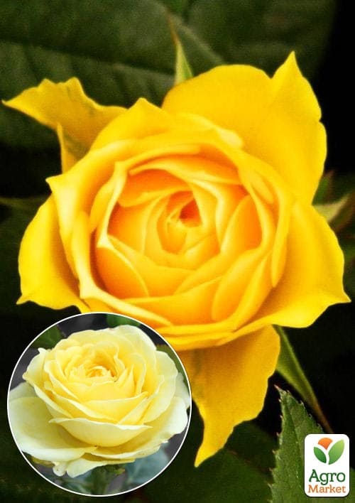 

Троянда чайно-гібридна Старлайт (саджанець класу АА +) вищий сорт