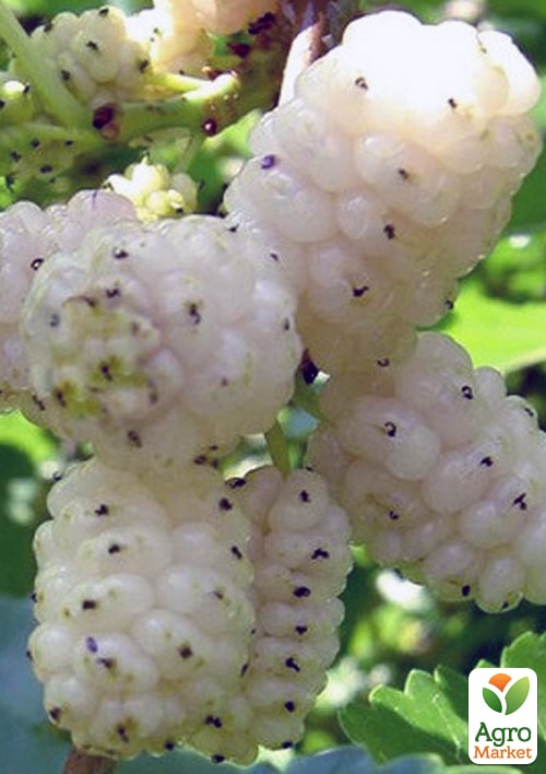 

Шовковиця біла Morus alba (літній сорт, середній термін дозрівання)