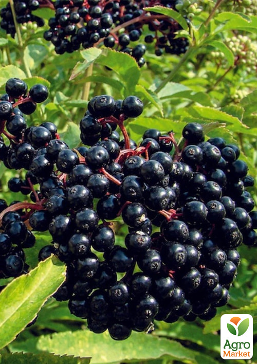 

Бузина чорна Хайдег контейнер Р9