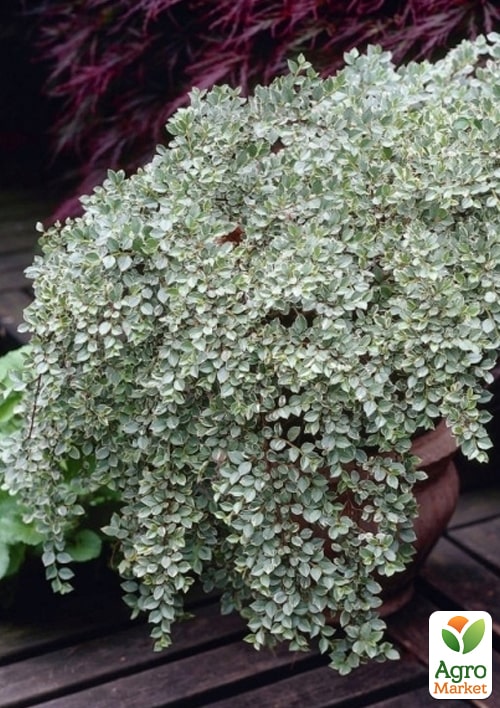 

Кизильник горизонтальний ряболистий Variegatus