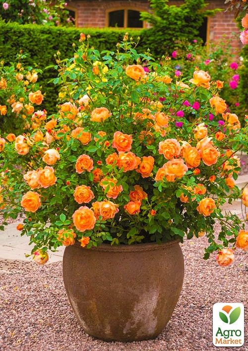 

Ексклюзив! Троянда англійська лососева-рожева з красиво золотисто-жовтим виворотом Лейла (Leila) (саджанець класу АА +, преміальний вищий сорт)