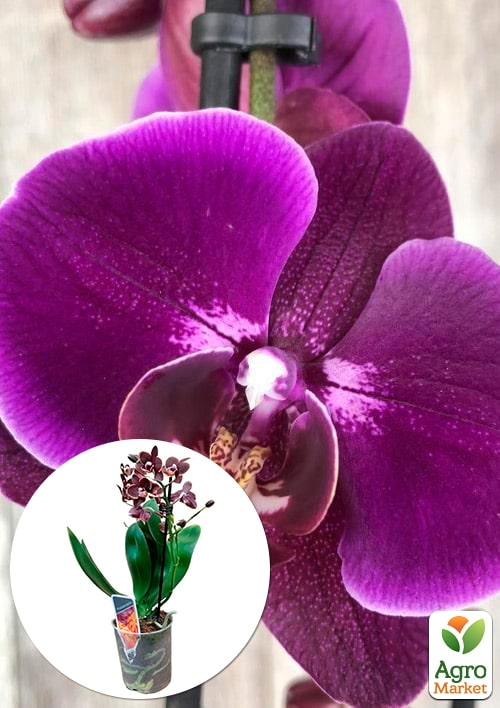Орхидея Мини (Phalaenopsis) "Purple" 1 саженец в упаковке (комнатный) Нидерланды