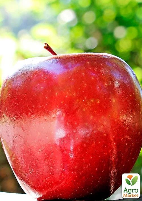 

Яблоня Джонаголд Моренс (Моринс) (зимний сорт, поздний срок созревания)