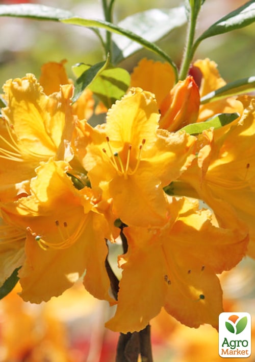 

Азалия (рододендрон гибридный) Goldpracht