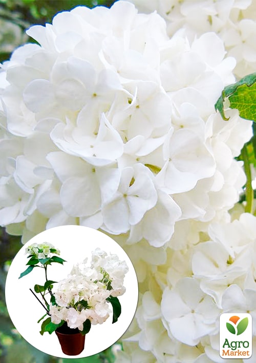 

LMTD Гортензія крупнолиста квітуча 3-х річна Snowball (35-40см)