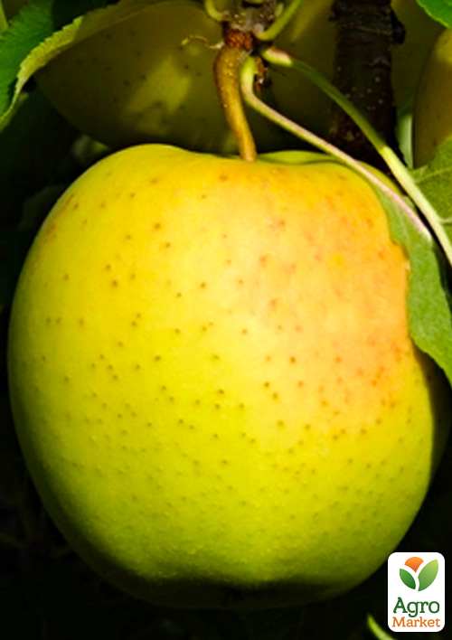 

Яблоня Голден Делишес Рейнджерс (зимний сорт, поздний срок созревания)