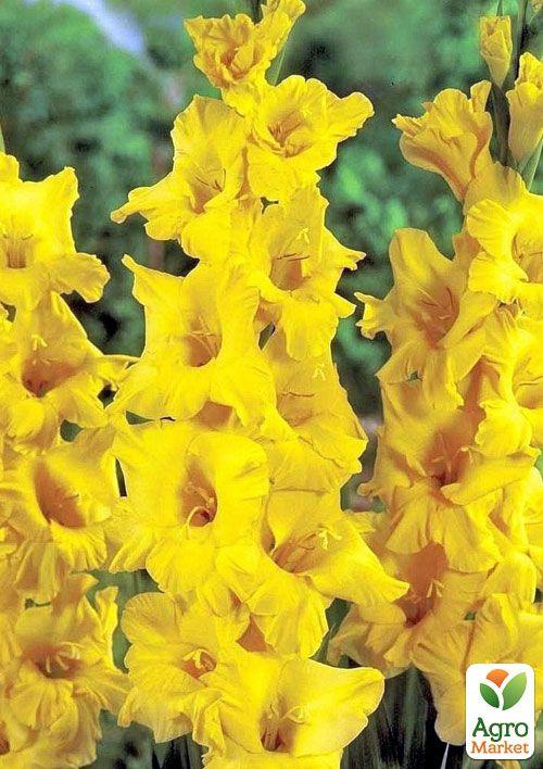 

Гладіолус Morning Gold 3шт