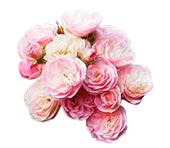 Саджанці чайно гібридних троянд