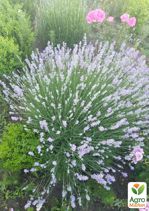 

Лавандин белый Иней(полезный и очень ароматный сорт)