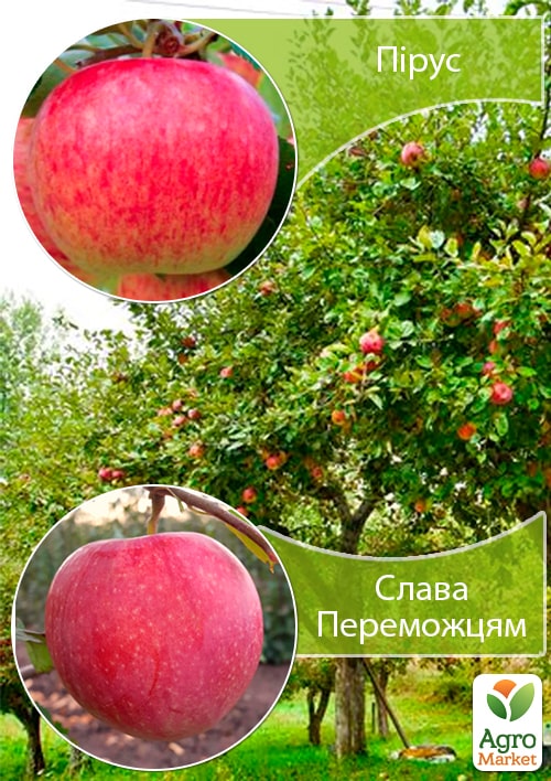

Дерево-сад Яблоня Пирус+Слава Победителям укорененный в контейнере (саженец 2 года)