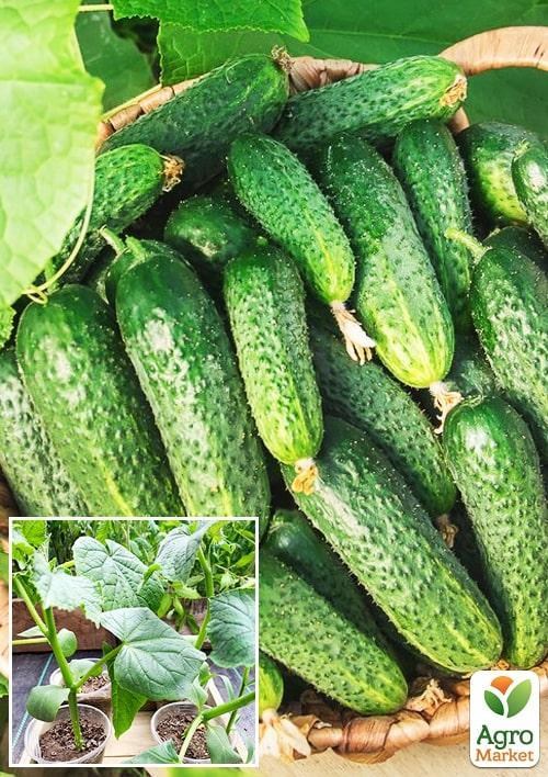 

Рассада Огурец «Мурашка» (фермерское взращивание), 1шт в упаковке