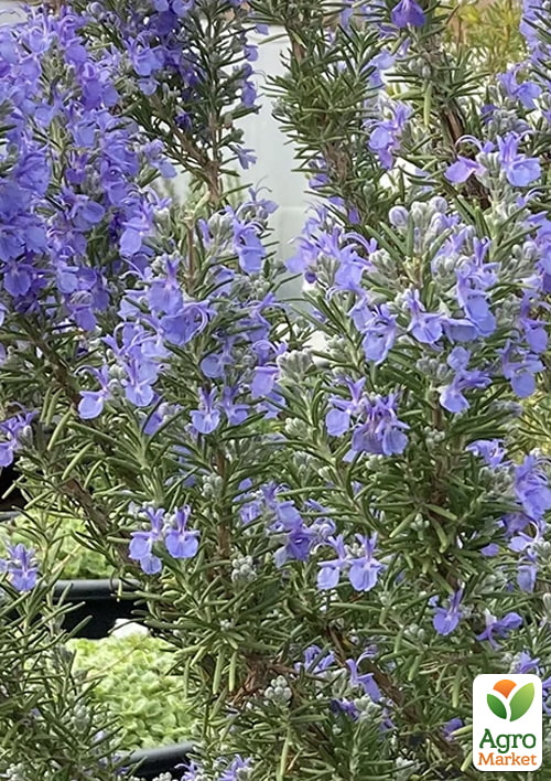 Розмарин "Green Ginger", С2 (необычным пряный аромат с лёгкими имбирными нотками) 1 саженец в упаковке