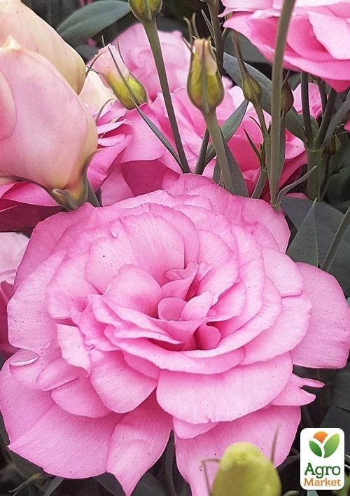 

Эустома махровая "Mariachi Misty Pink"