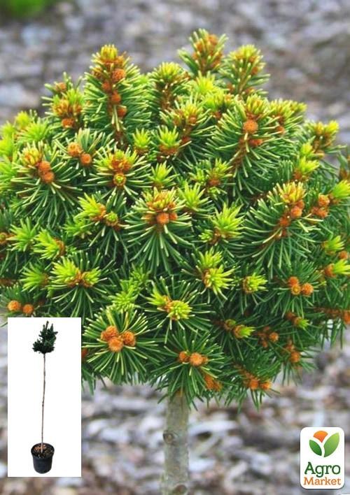 

Ялина ауреа на штамбі «Gold Nugget» S5, висота 70-90см