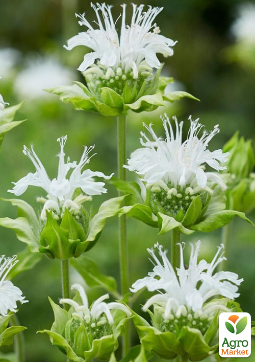 

Бергамот (Монарда) Bee Bright