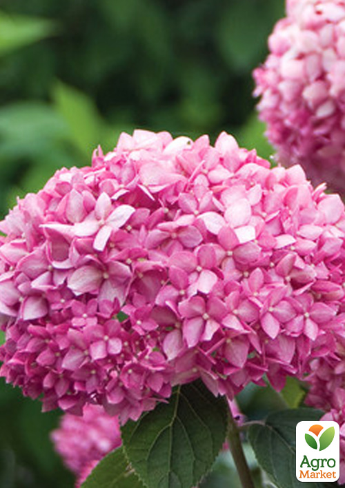 

Гортензія деревоподібна Pink Annabelle