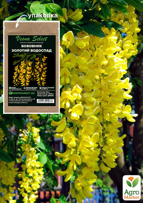 

Бобовник Золотий водоспад ТМ Vesna Select 10шт