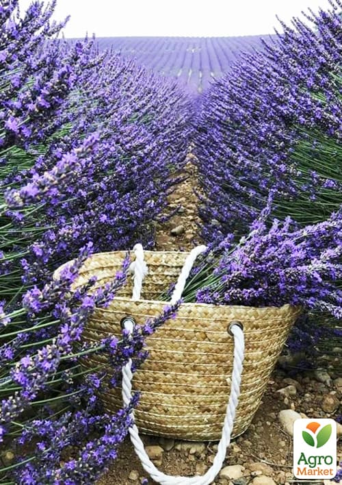 

Лаванда англійська вузьколиста Манстед (Munstead)