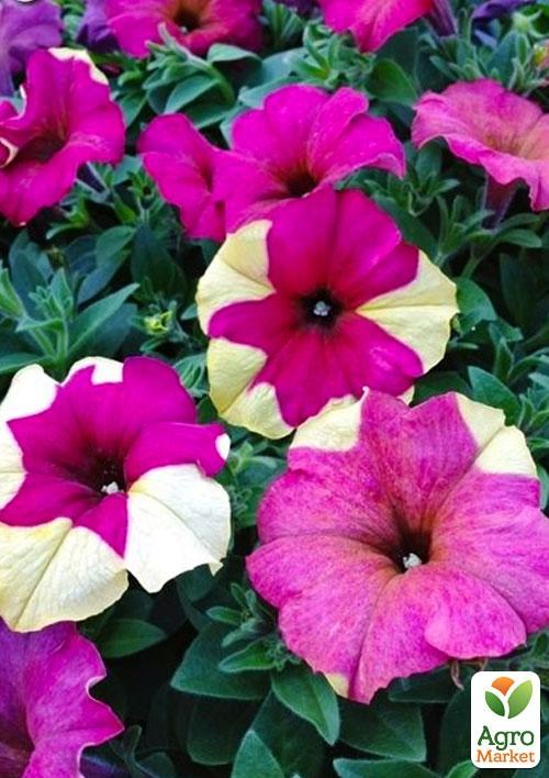 

Сурфінія Berry Mousse (контейнер № 10, висота 10-15 см)