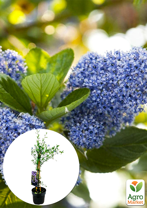 

LMTD Цеанотус древовидный Trewithen Blue (60-70см)