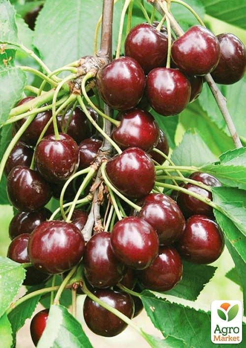 

Черешня Скороспелка (ранний срок созревания)