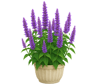 Агастахис (Лофант)