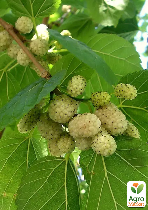 

Шовковиця щеплена великоплідна «Безкісточкова Медова» (літній сорт, середній термін дозрівання)